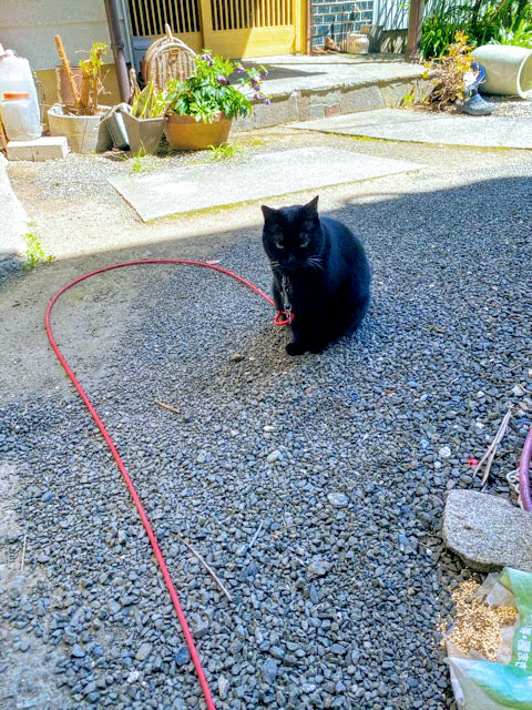 リードを付けてお庭を散歩する黒猫